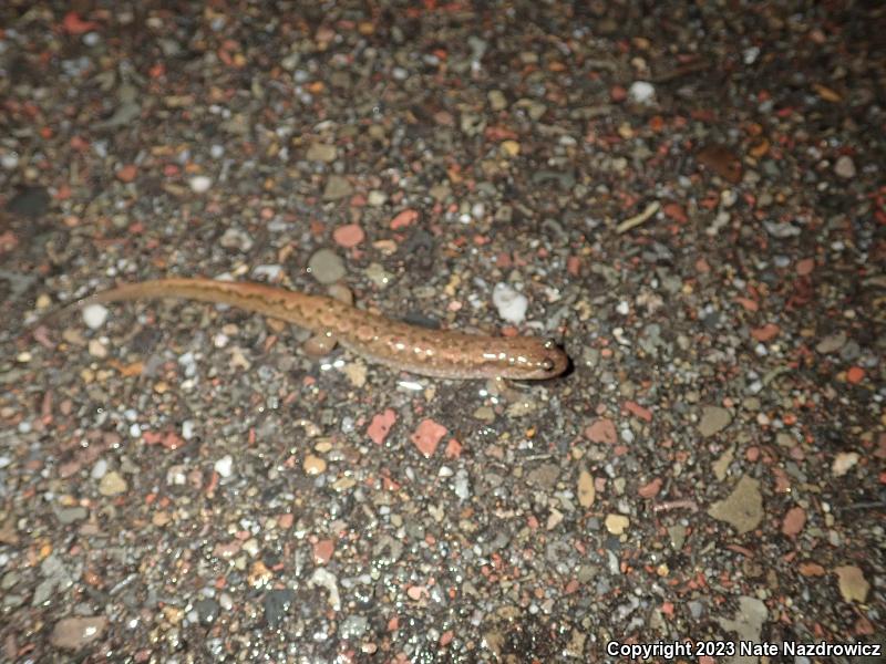 Northern Dusky Salamander (Desmognathus fuscus)