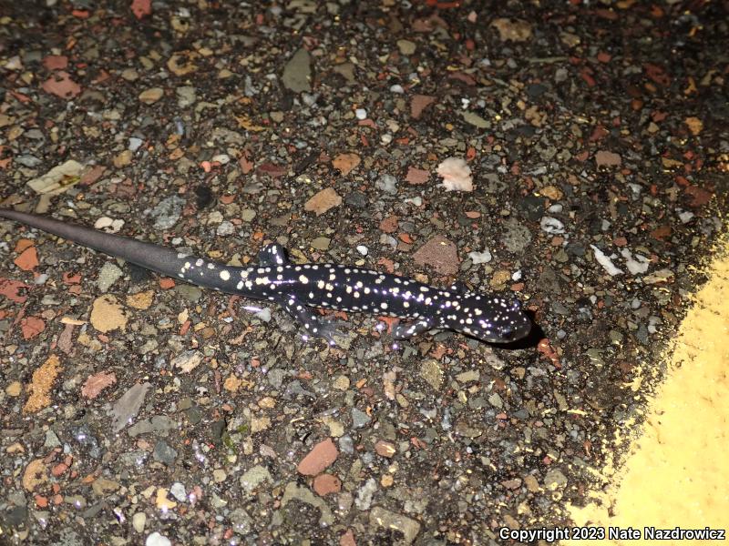 Northern Slimy Salamander (Plethodon glutinosus)