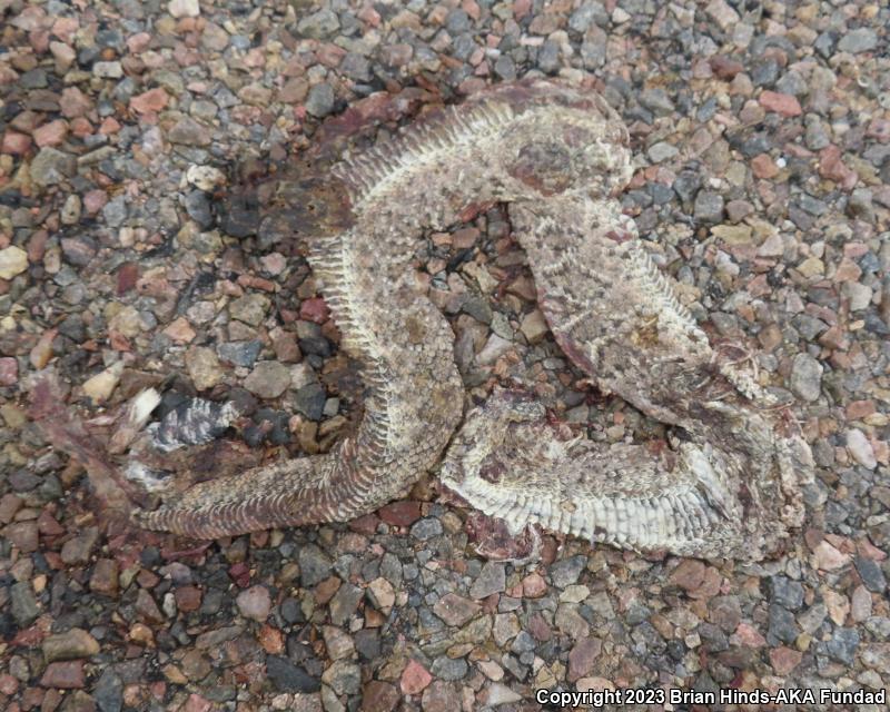 Western Diamond-backed Rattlesnake (Crotalus atrox)