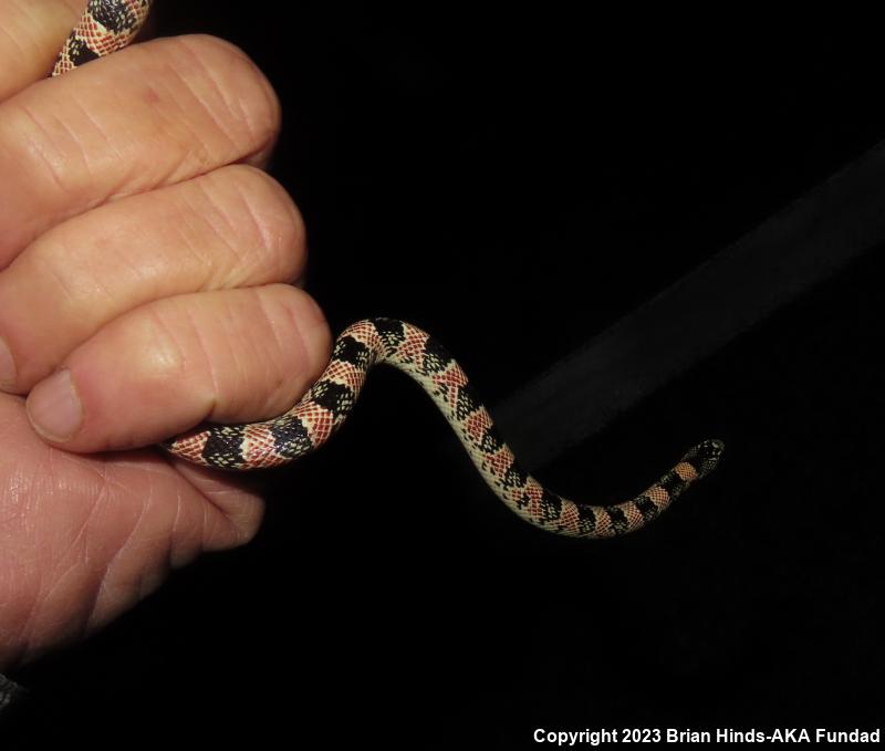 Western Long-nosed Snake (Rhinocheilus lecontei)