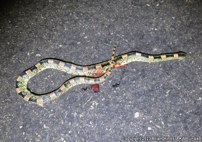 Western Long-nosed Snake (Rhinocheilus lecontei)