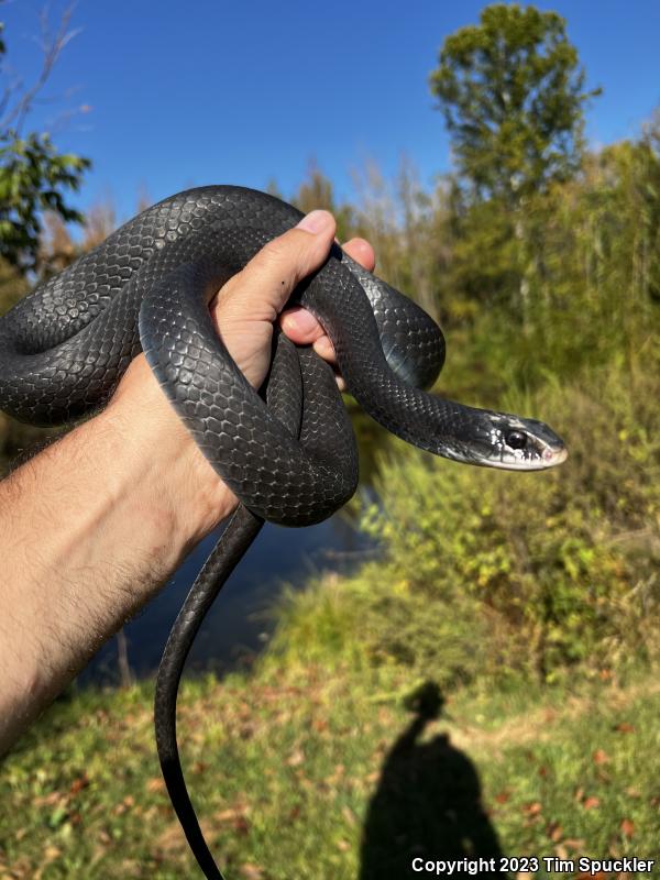 Southern Black Racer (Coluber constrictor priapus)