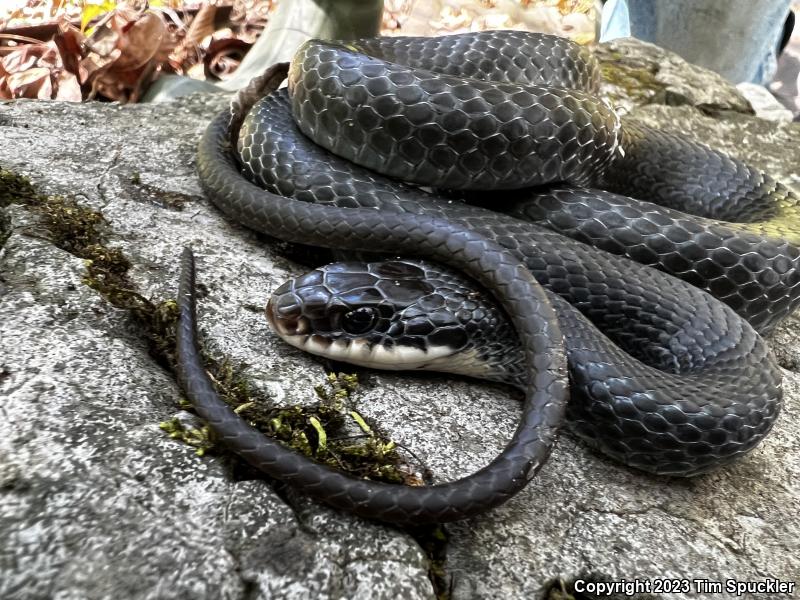 Southern Black Racer (Coluber constrictor priapus)