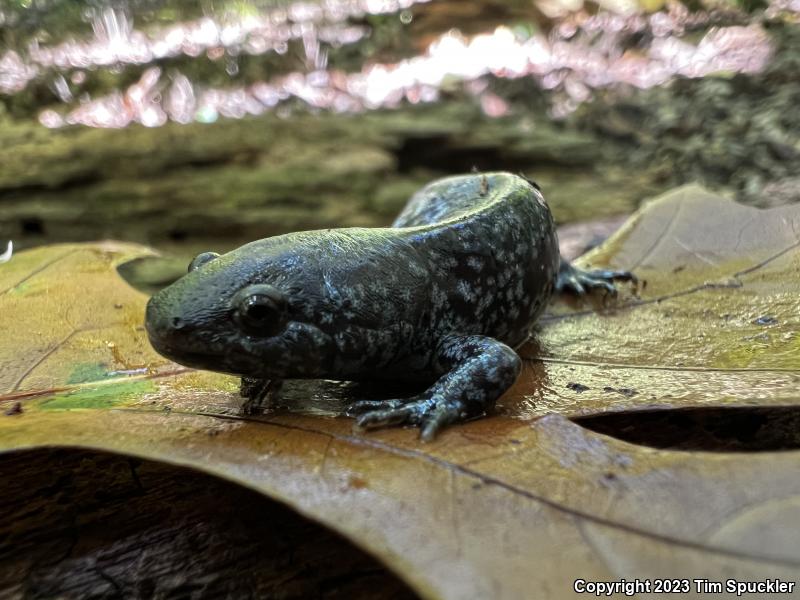 Mole Salamander (Ambystoma talpoideum)