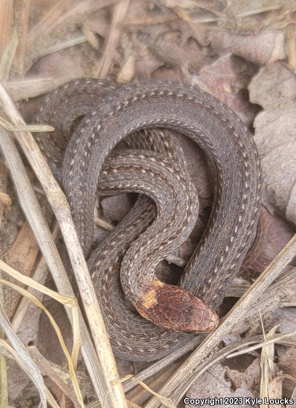 Northern Red-bellied Snake (Storeria occipitomaculata occipitomaculata)