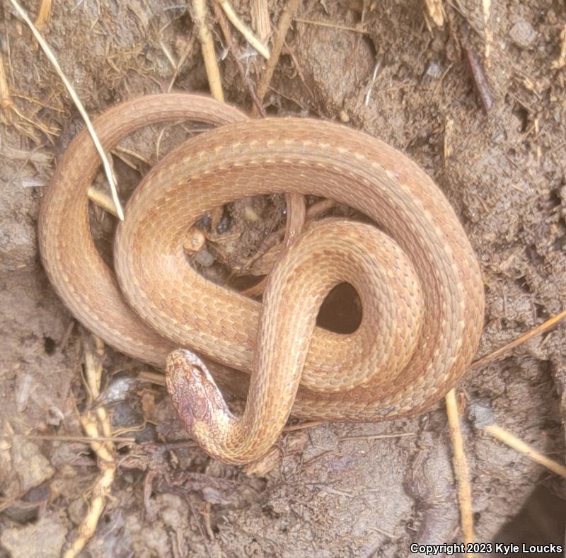 Northern Red-bellied Snake (Storeria occipitomaculata occipitomaculata)