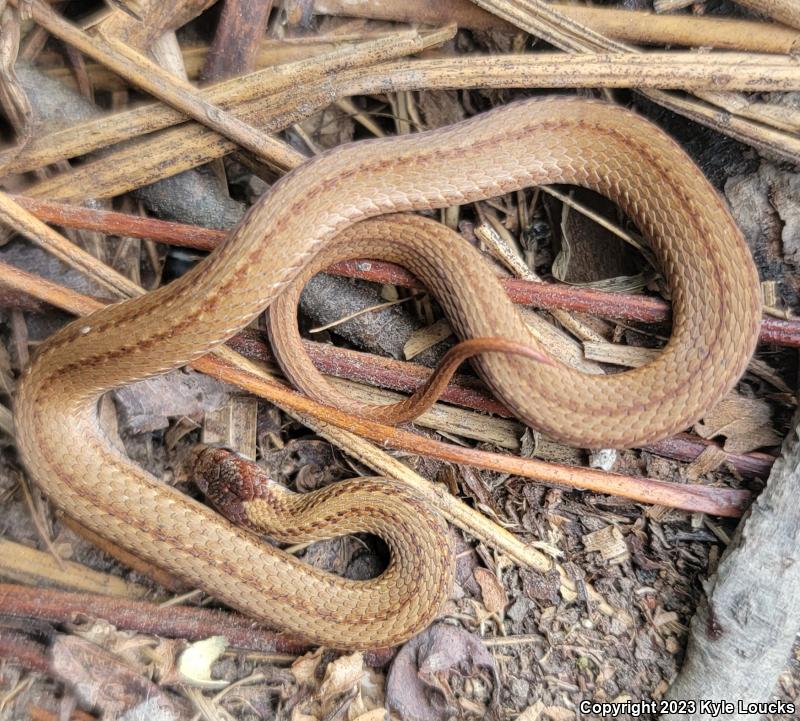 Northern Red-bellied Snake (Storeria occipitomaculata occipitomaculata)