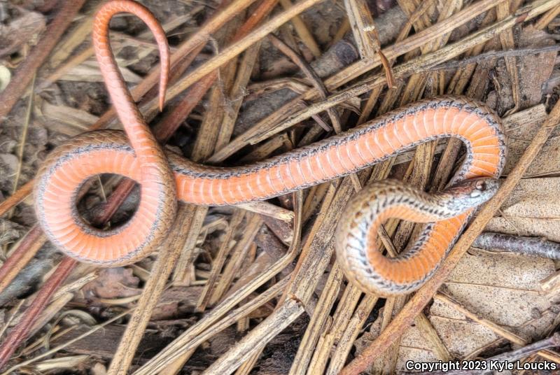 Northern Red-bellied Snake (Storeria occipitomaculata occipitomaculata)