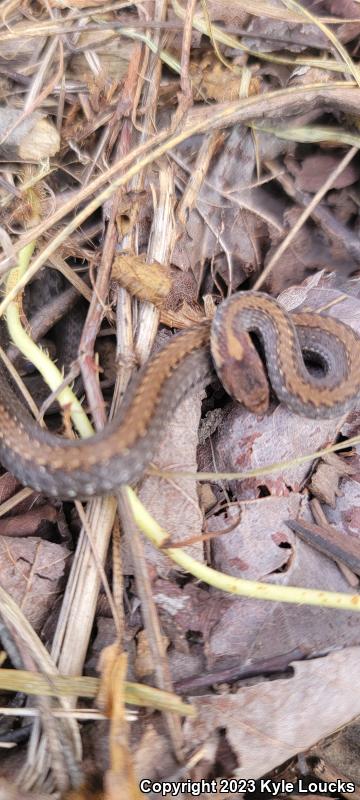 Northern Red-bellied Snake (Storeria occipitomaculata occipitomaculata)