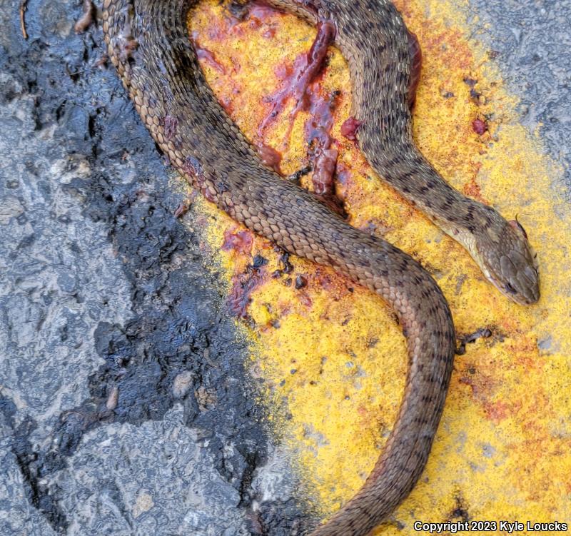 Eastern Gartersnake (Thamnophis sirtalis sirtalis)