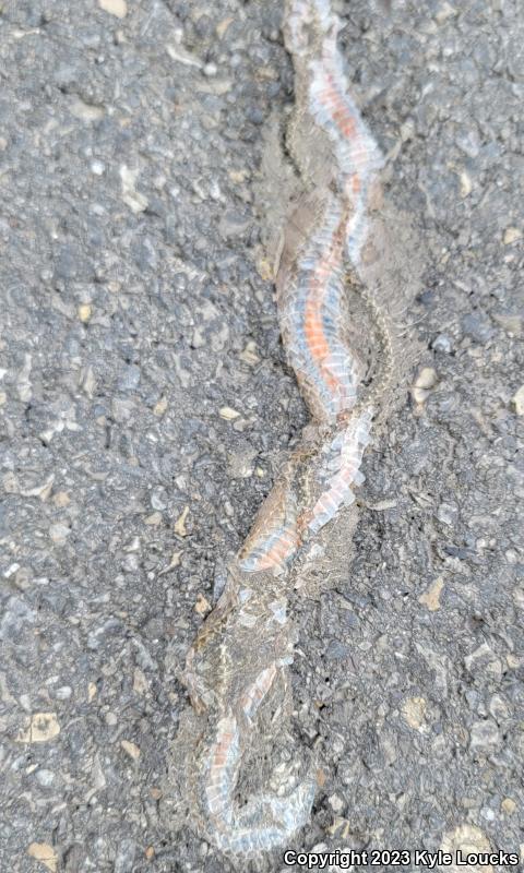 Northern Red-bellied Snake (Storeria occipitomaculata occipitomaculata)