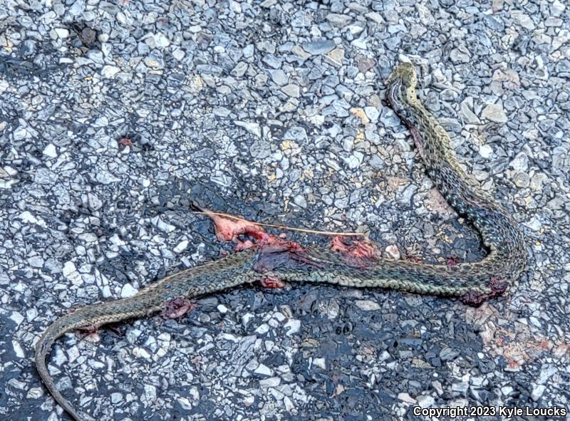 Eastern Gartersnake (Thamnophis sirtalis sirtalis)