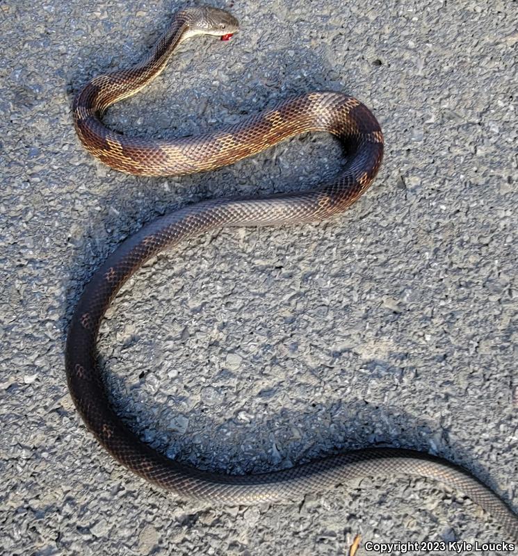 Black Ratsnake (Pantherophis obsoletus obsoletus)