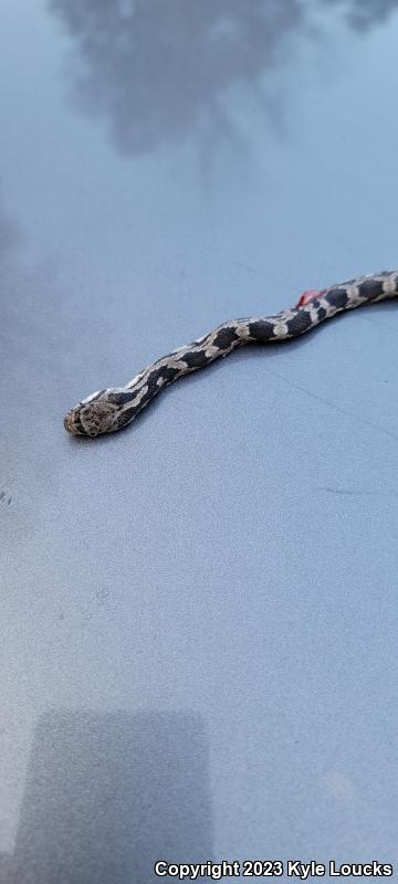 Black Ratsnake (Pantherophis obsoletus obsoletus)