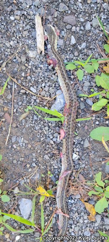 Eastern Gartersnake (Thamnophis sirtalis sirtalis)