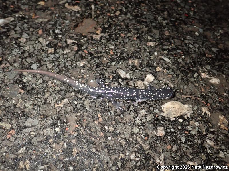 Northern Slimy Salamander (Plethodon glutinosus)