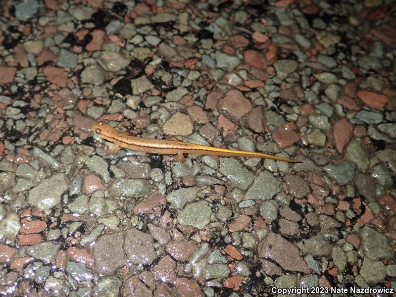 Northern Two-lined Salamander (Eurycea bislineata)