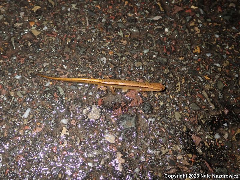 Northern Two-lined Salamander (Eurycea bislineata)