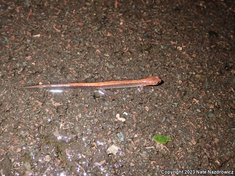 Eastern Red-backed Salamander (Plethodon cinereus)