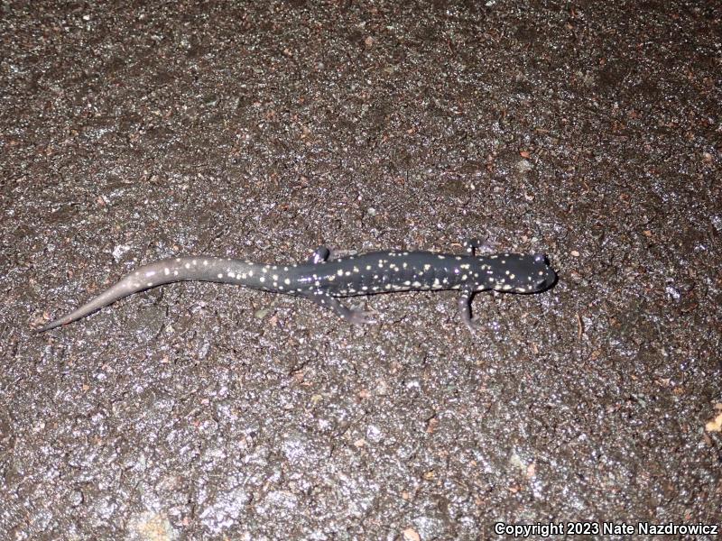 Northern Slimy Salamander (Plethodon glutinosus)