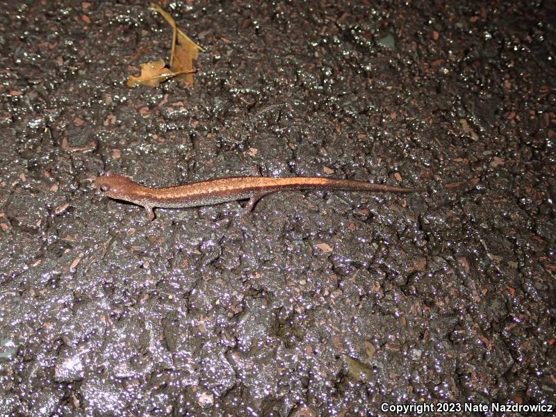 Eastern Red-backed Salamander (Plethodon cinereus)