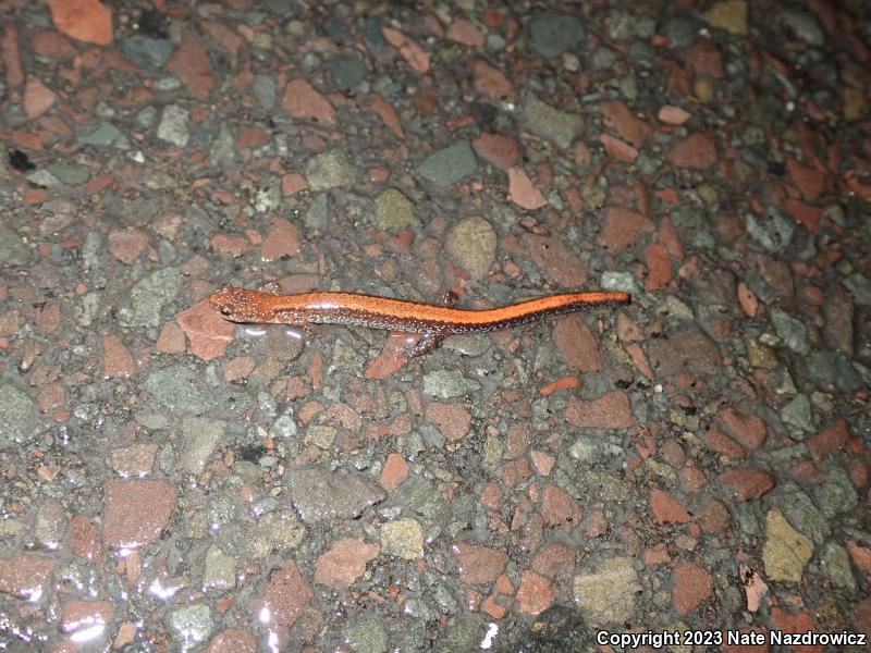 Eastern Red-backed Salamander (Plethodon cinereus)