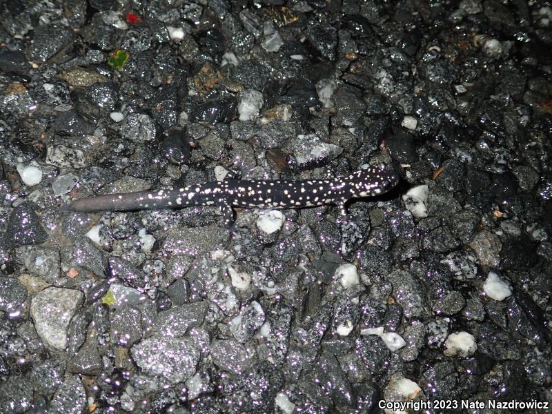 Northern Slimy Salamander (Plethodon glutinosus)