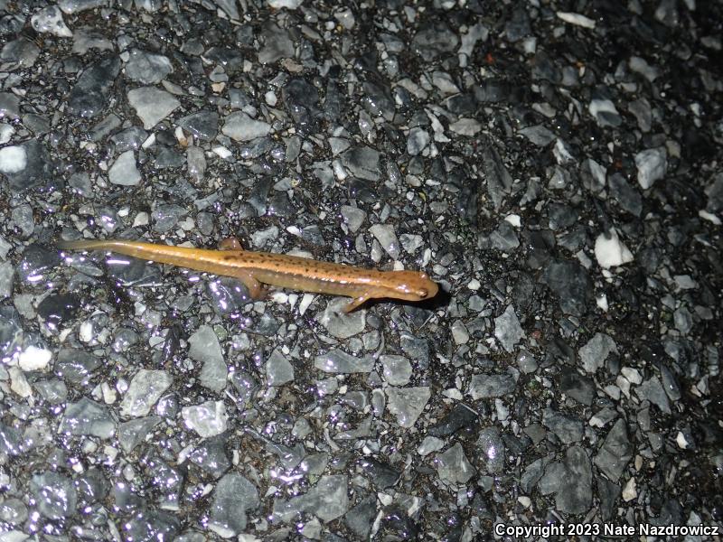 Northern Two-lined Salamander (Eurycea bislineata)