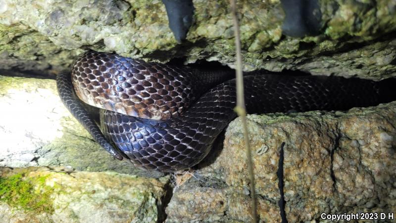 Black Ratsnake (Pantherophis obsoletus obsoletus)