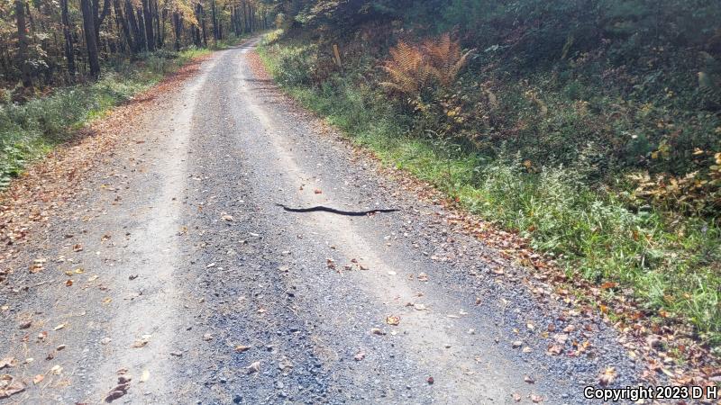 Black Ratsnake (Pantherophis obsoletus obsoletus)