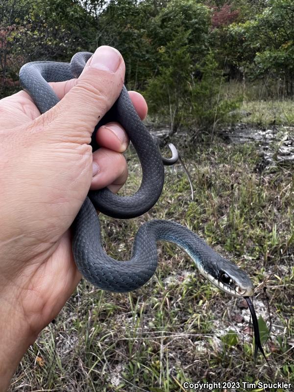 Eastern Yellow-bellied Racer (Coluber constrictor flaviventris)