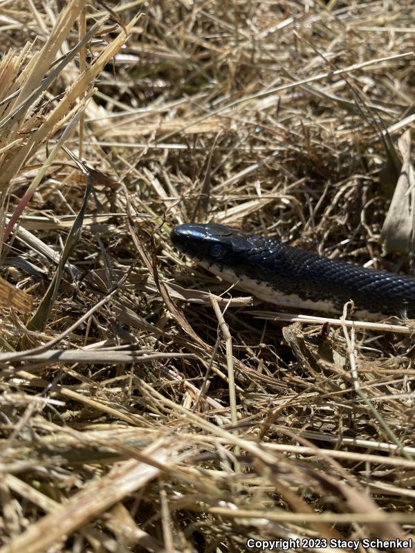 Black Ratsnake (Pantherophis obsoletus)