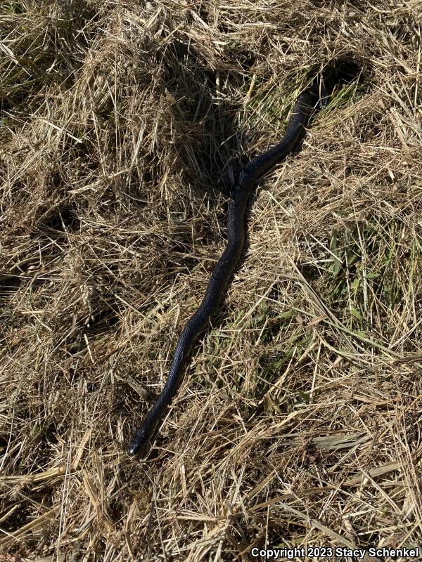 Black Ratsnake (Pantherophis obsoletus)