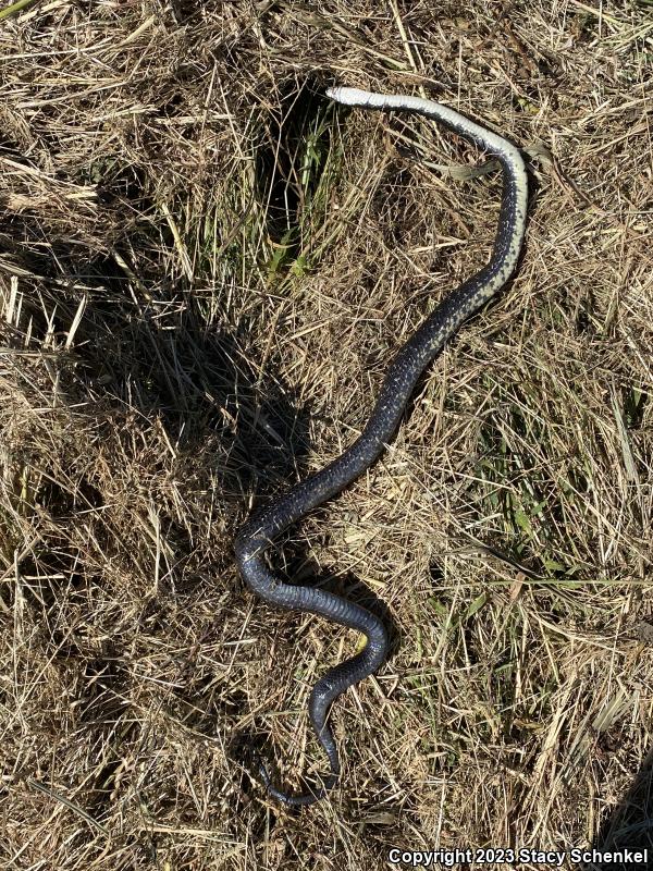 Black Ratsnake (Pantherophis obsoletus)