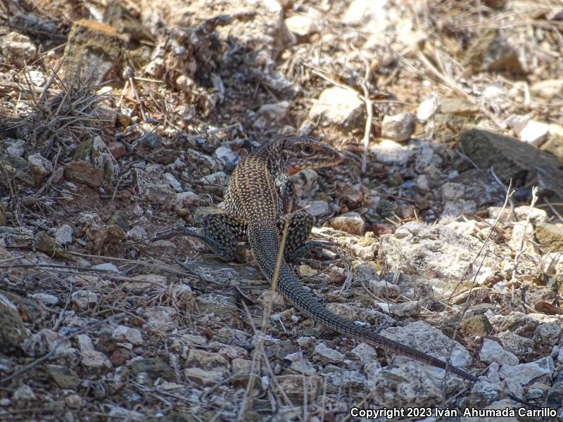 Zacatecan Spotted Whiptail (Aspidoscelis gularis semiannulata)