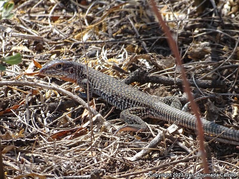 Zacatecan Spotted Whiptail (Aspidoscelis gularis semiannulata)