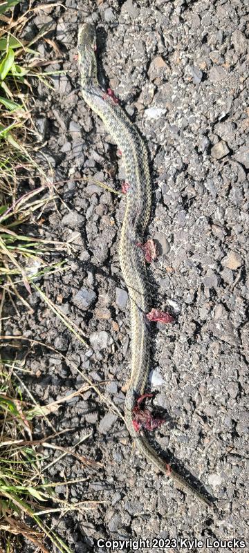 Eastern Gartersnake (Thamnophis sirtalis sirtalis)