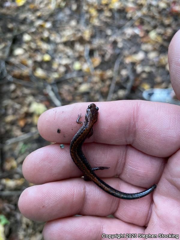 Eastern Red-backed Salamander (Plethodon cinereus)