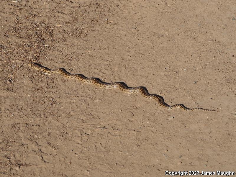 Pacific Gopher Snake (Pituophis catenifer catenifer)