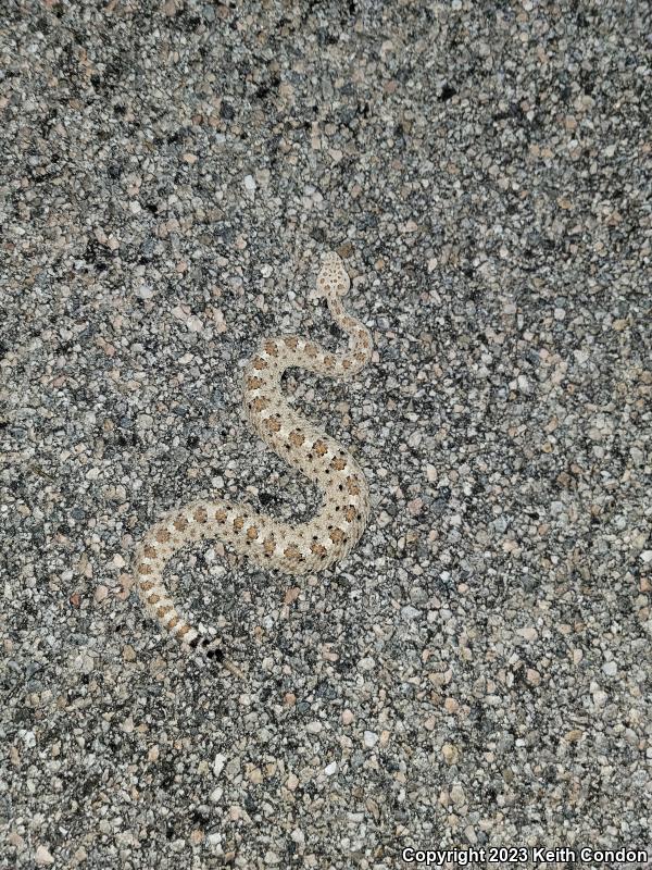 Colorado Desert Sidewinder (Crotalus cerastes laterorepens)