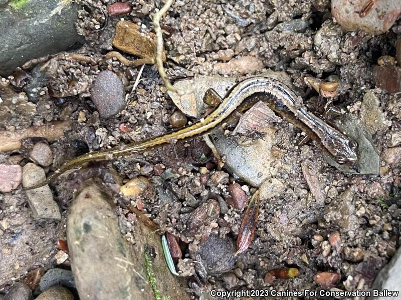 Southern Two-lined Salamander (Eurycea cirrigera)