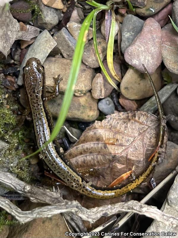 Southern Two-lined Salamander (Eurycea cirrigera)