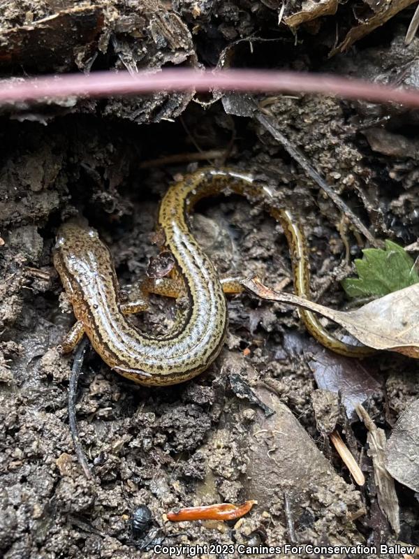 Southern Two-lined Salamander (Eurycea cirrigera)