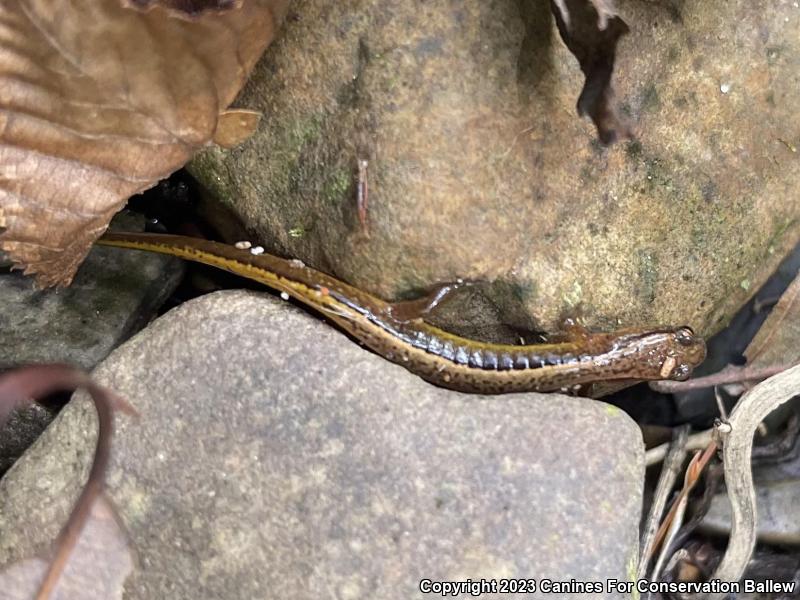 Southern Two-lined Salamander (Eurycea cirrigera)