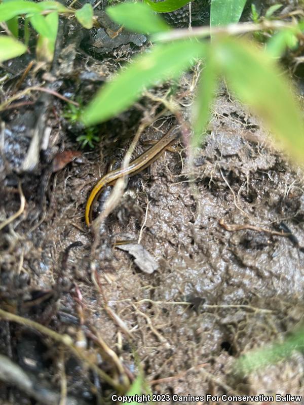 Southern Two-lined Salamander (Eurycea cirrigera)