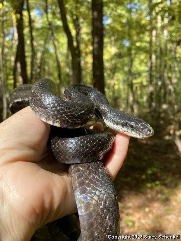 Black Ratsnake (Pantherophis obsoletus)