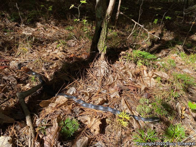 Black Ratsnake (Pantherophis obsoletus)