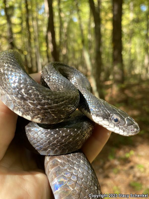 Black Ratsnake (Pantherophis obsoletus)