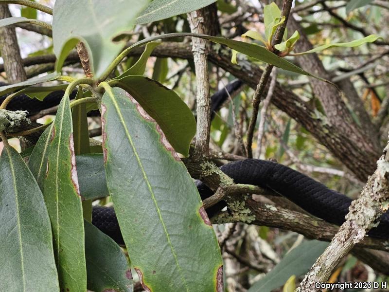 Black Ratsnake (Pantherophis obsoletus obsoletus)