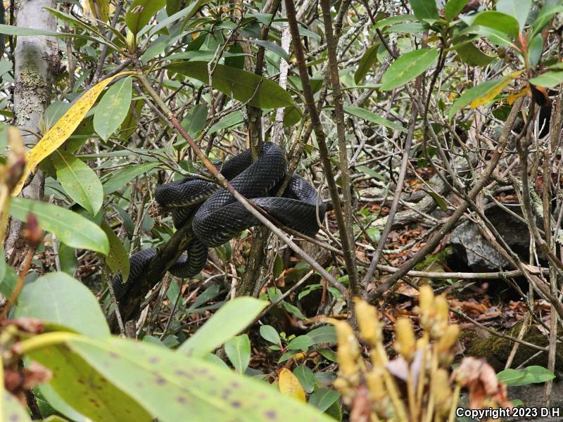 Black Ratsnake (Pantherophis obsoletus obsoletus)